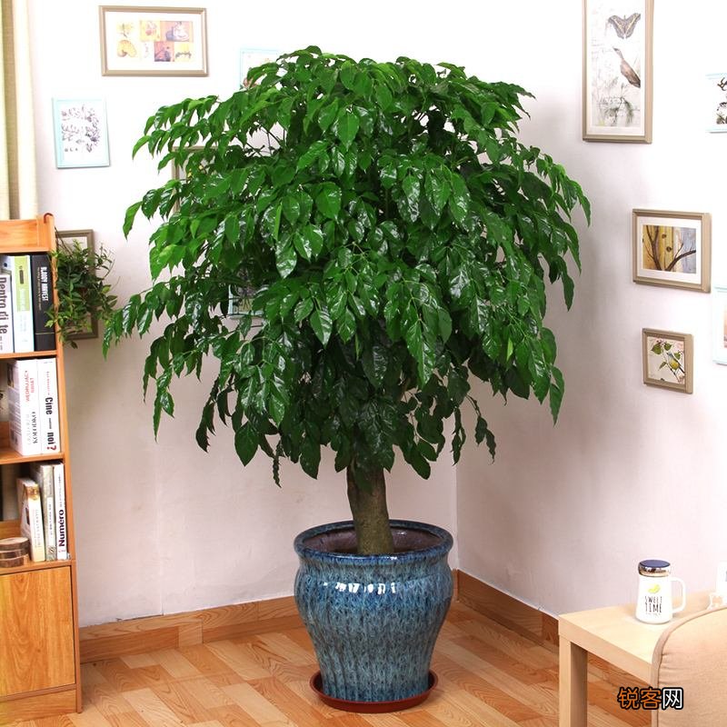 客厅最旺宅的大型植物有哪些 8种“大型花”树,吸废气造氧气,旺家又吉利