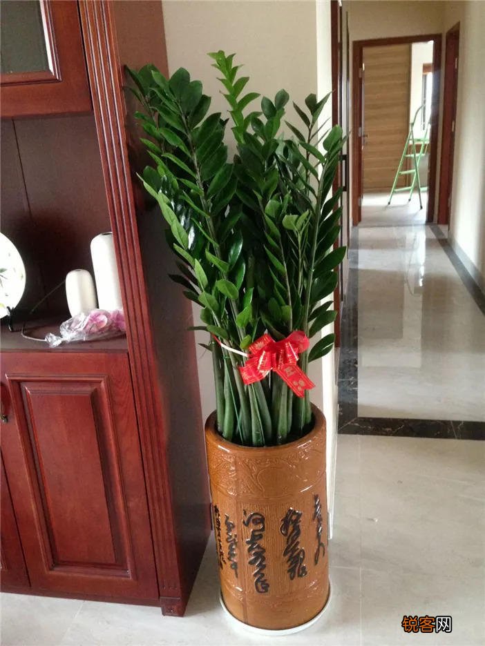 客厅最旺宅的大型植物有哪些 8种“大型花”树，吸废气造氧气，旺家又吉利