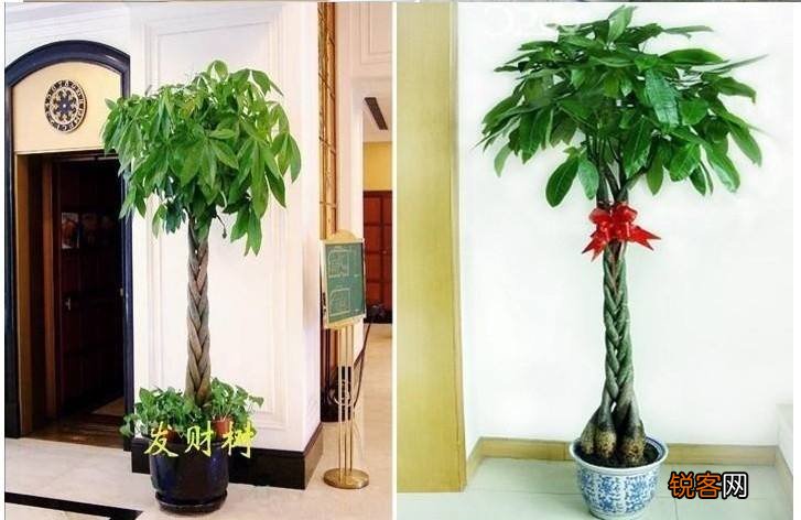 客厅最旺宅的大型植物有哪些 8种“大型花”树，吸废气造氧气，旺家又吉利