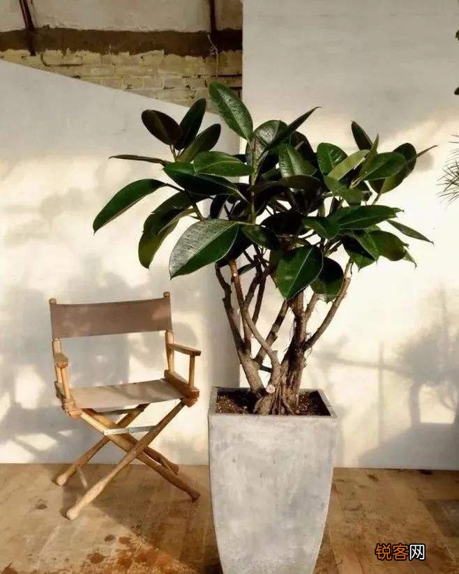 客厅最旺宅的大型植物有哪些 8种“大型花”树，吸废气造氧气，旺家又吉利