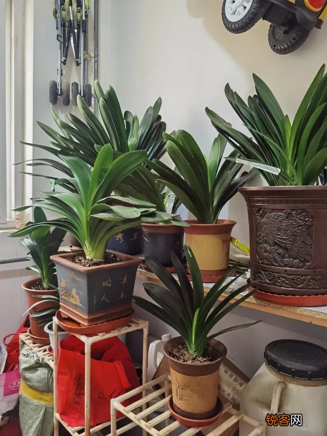 客厅最旺宅的大型植物有哪些 8种“大型花”树,吸废气造氧气,旺家又吉利