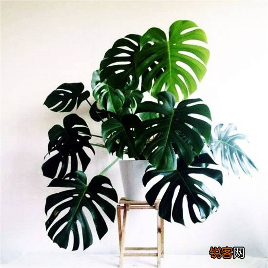 客厅最旺宅的大型植物有哪些 8种“大型花”树，吸废气造氧气，旺家又吉利