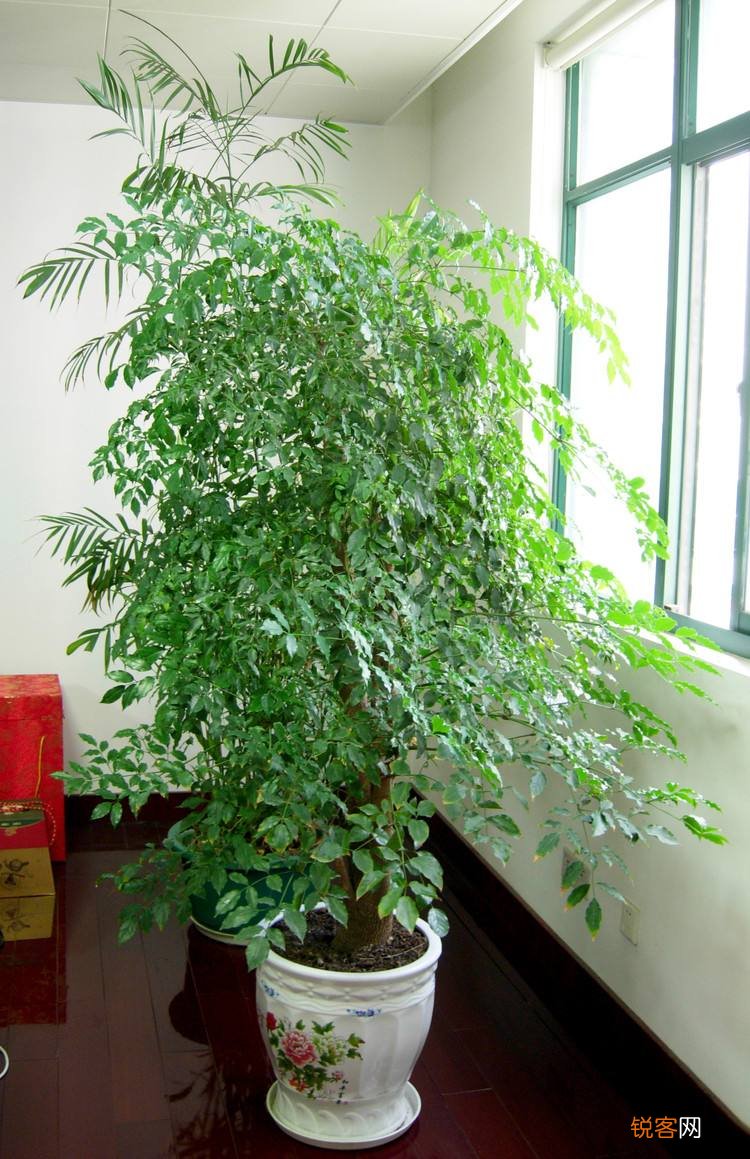 客厅最旺宅的大型植物有哪些 8种“大型花”树,吸废气造氧气,旺家又吉利