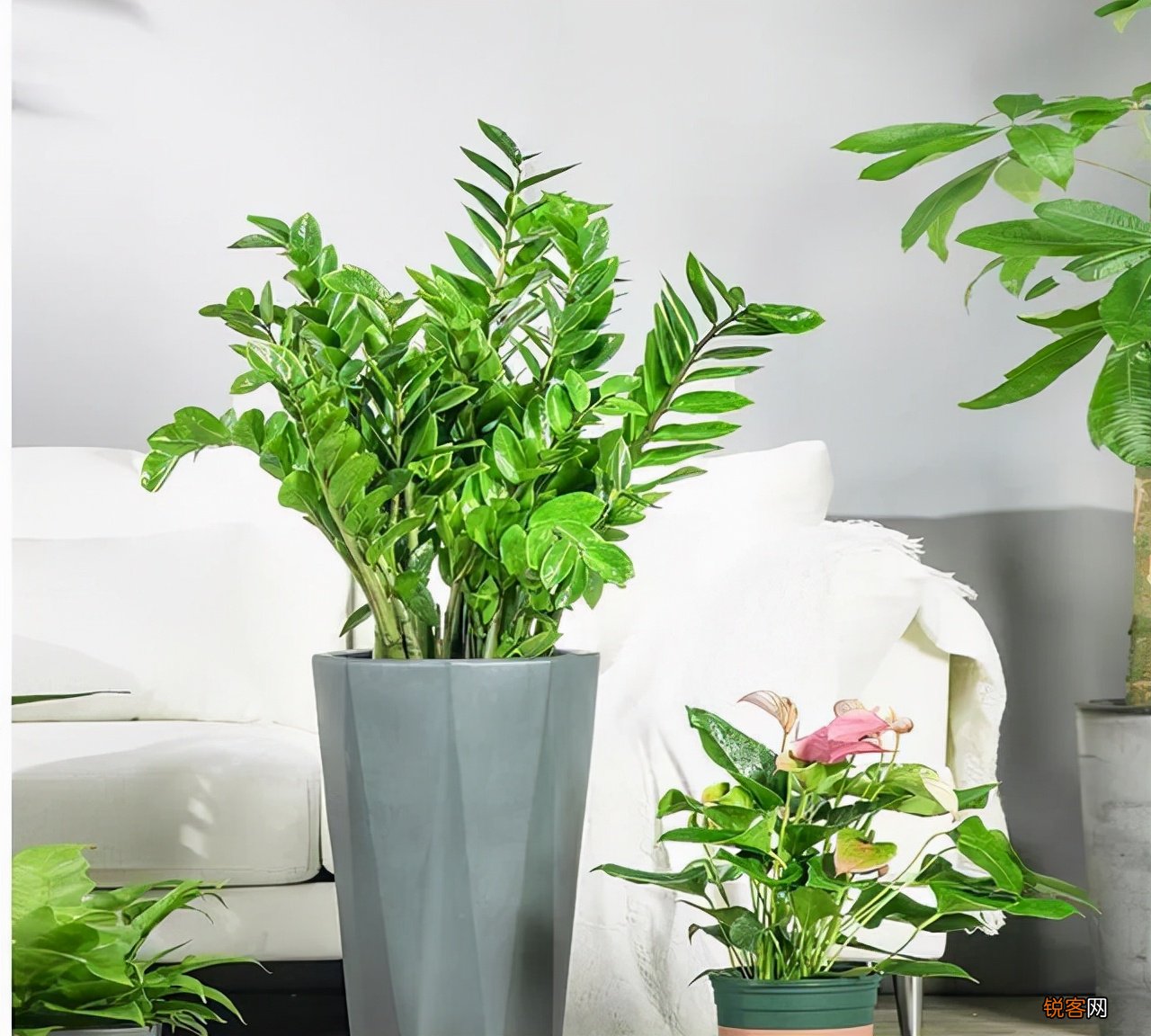 客厅最旺宅的大型植物有哪些 8种“大型花”树，吸废气造氧气，旺家又吉利