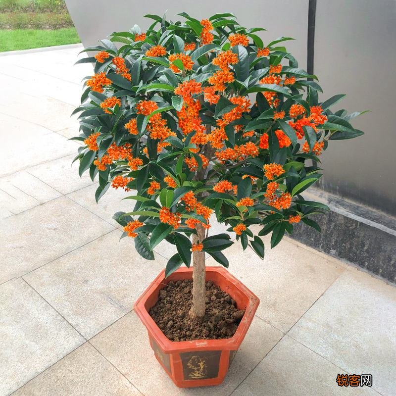 客厅最旺宅的大型植物有哪些 8种“大型花”树，吸废气造氧气，旺家又吉利