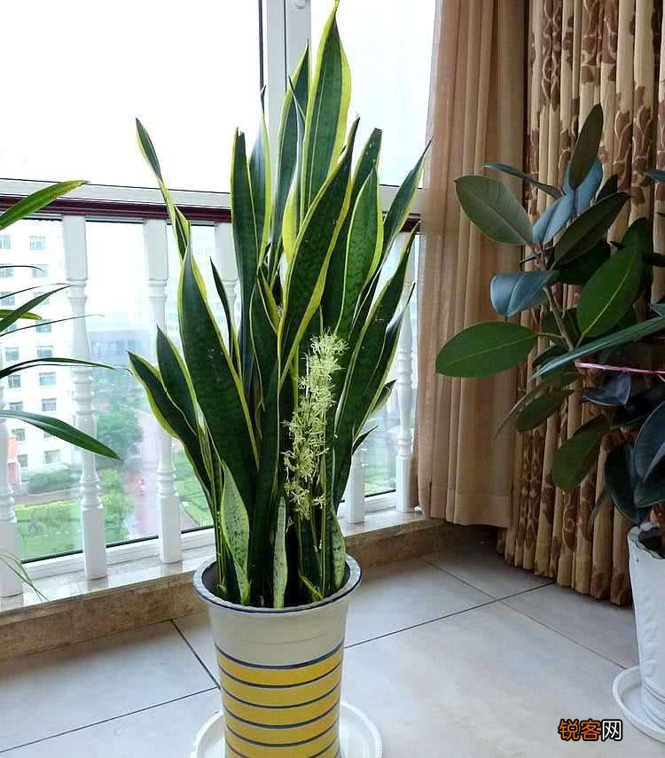 客厅最旺宅的大型植物有哪些 8种“大型花”树，吸废气造氧气，旺家又吉利
