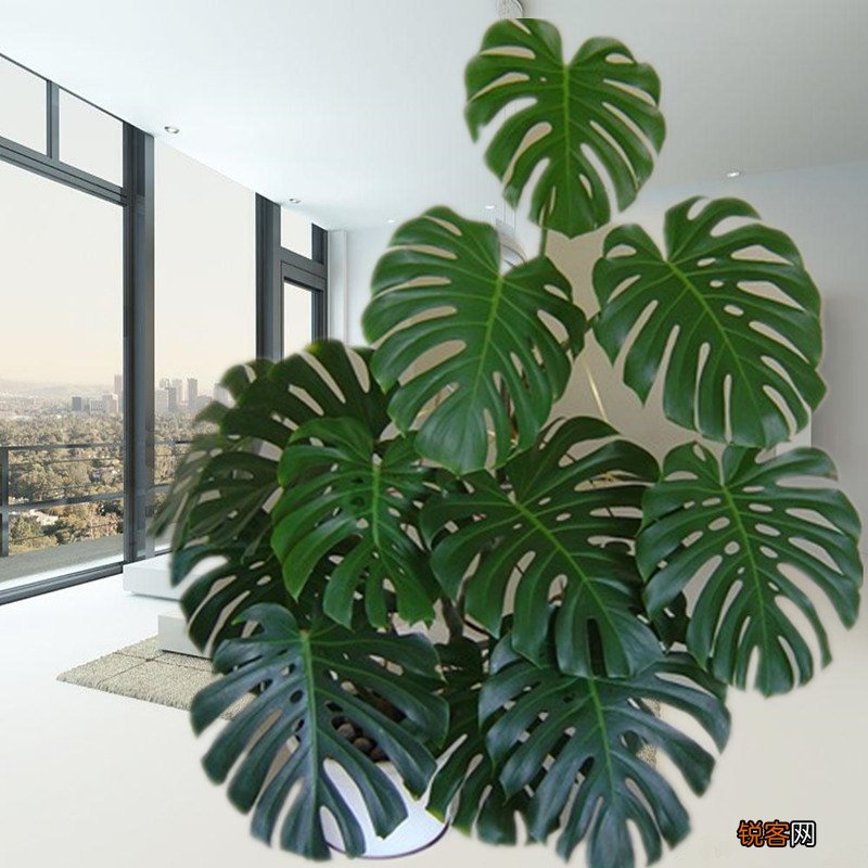 客厅最旺宅的大型植物有哪些 8种“大型花”树，吸废气造氧气，旺家又吉利