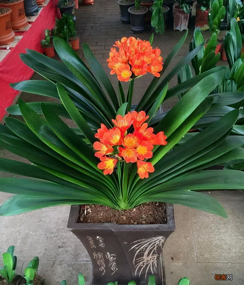 客厅最旺宅的大型植物有哪些 8种“大型花”树,吸废气造氧气,旺家又吉利