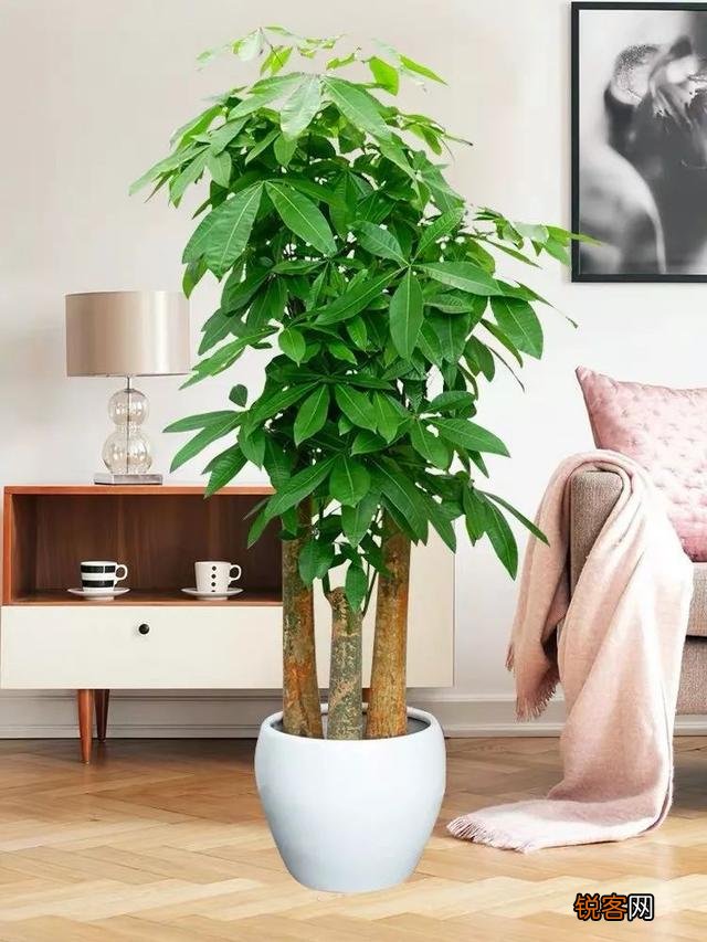 客厅最旺宅的大型植物有哪些 8种“大型花”树，吸废气造氧气，旺家又吉利
