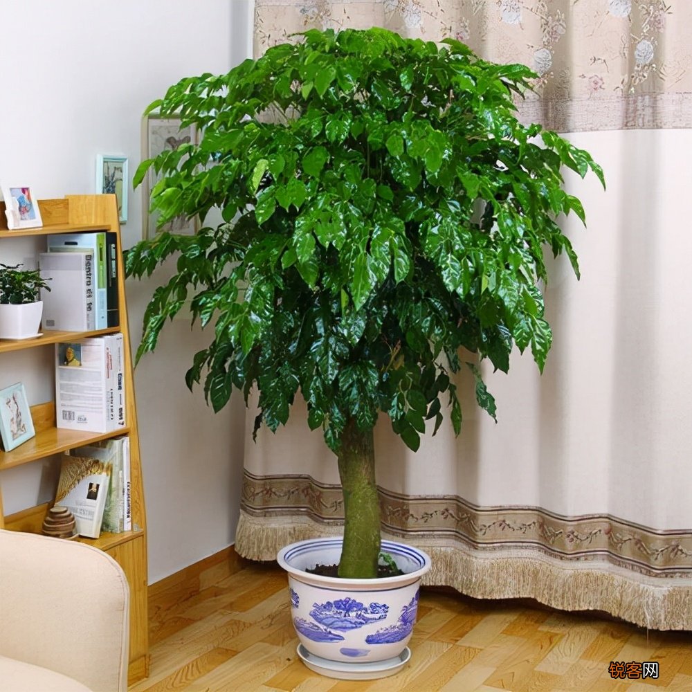 客厅最旺宅的大型植物有哪些 8种“大型花”树,吸废气造氧气,旺家又吉利