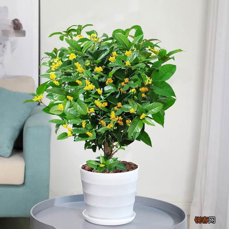 客厅最旺宅的大型植物有哪些 8种“大型花”树,吸废气造氧气,旺家又吉利