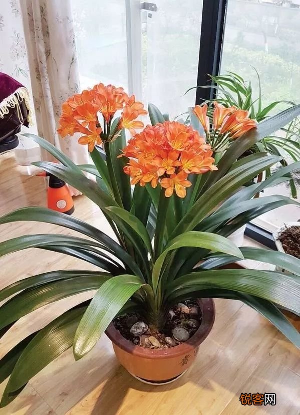 客厅最旺宅的大型植物有哪些 8种“大型花”树,吸废气造氧气,旺家又吉利