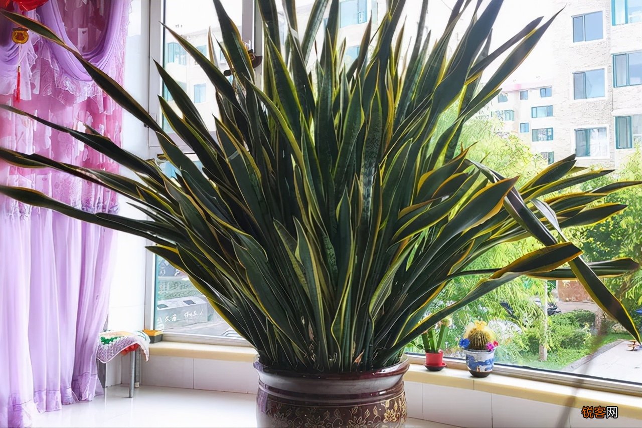客厅最旺宅的大型植物有哪些 8种“大型花”树，吸废气造氧气，旺家又吉利