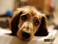 狗狗一般能活几年？