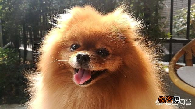 狗狗一般能活几年？