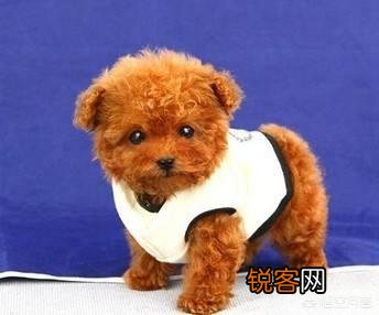 狗狗一般能活几年？