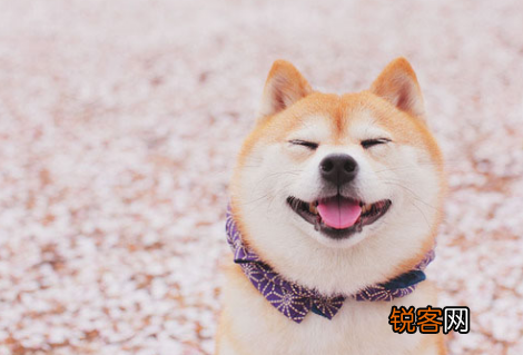 体味小的狗狗推荐 喜欢狗又接受不了狗味怎么办