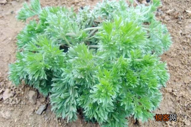 白蒿的功效与作用 白蒿的食用方法