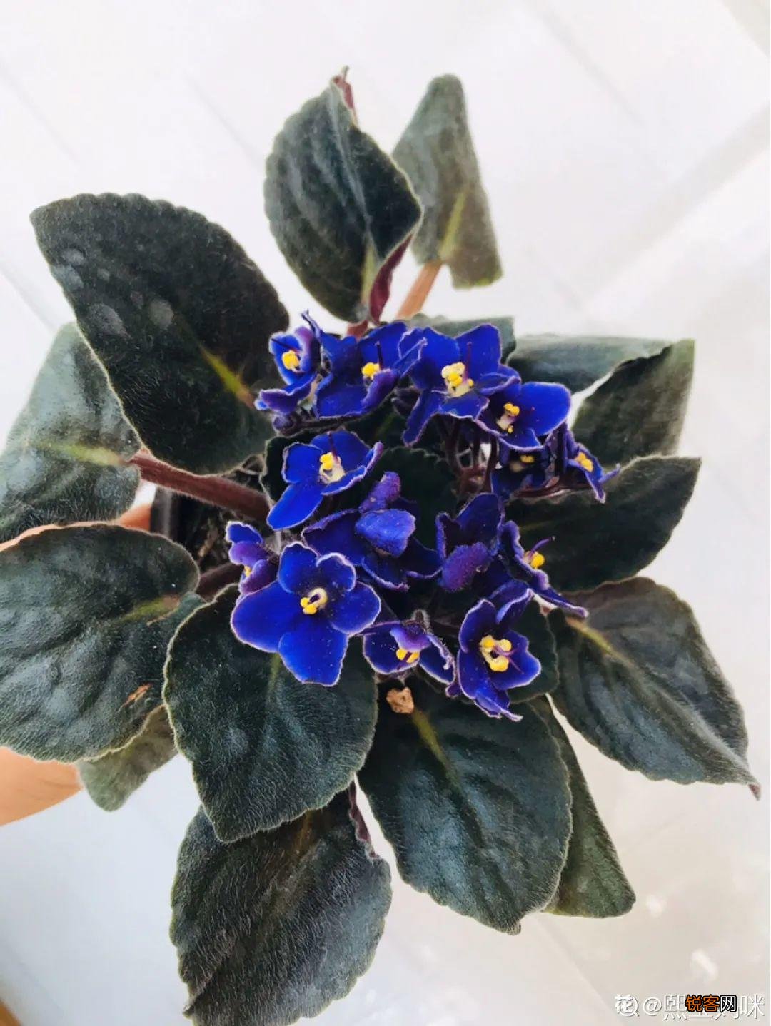 10种养不死的花 养死3种以上的举手