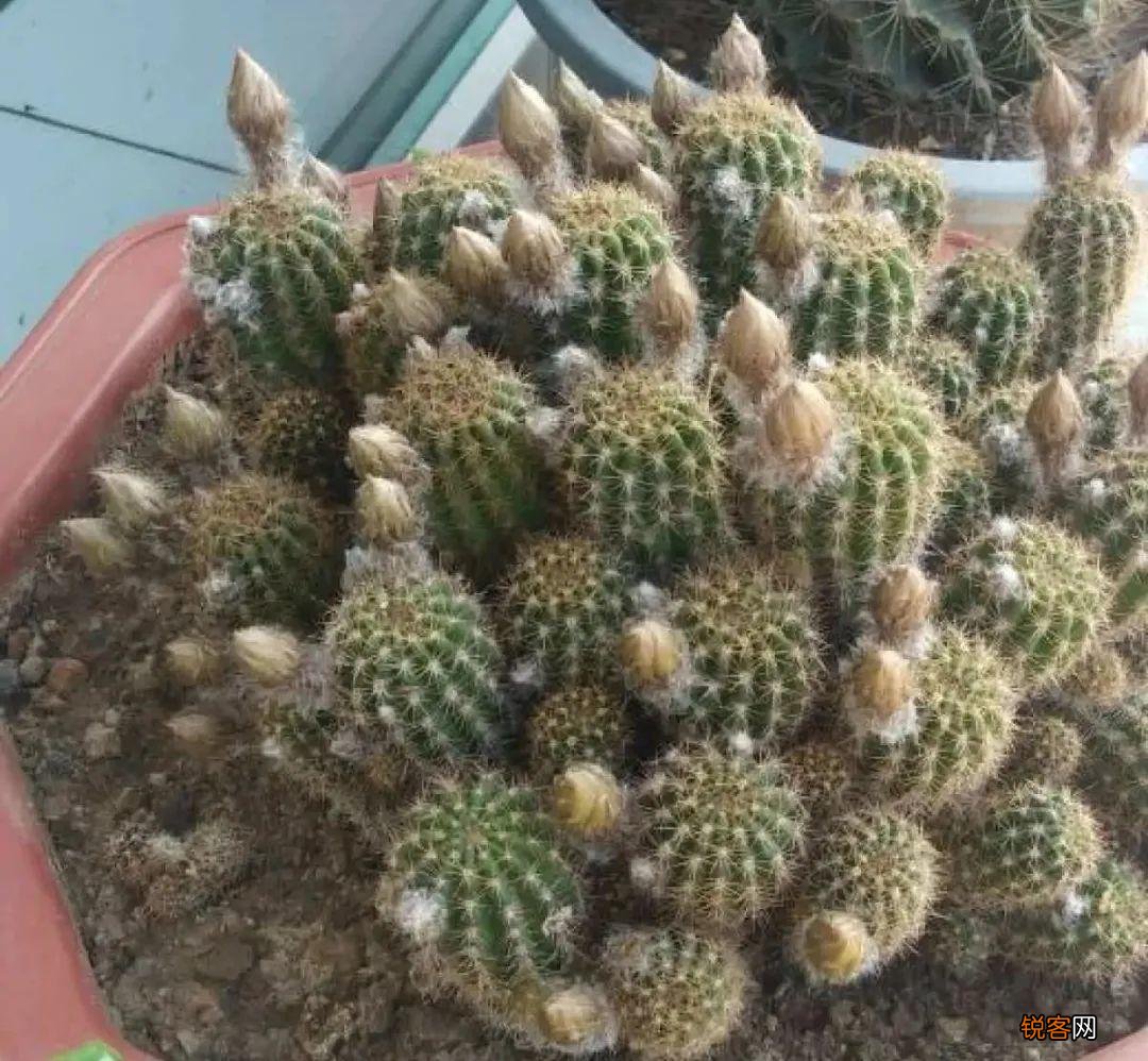 10种养不死的花 养死3种以上的举手