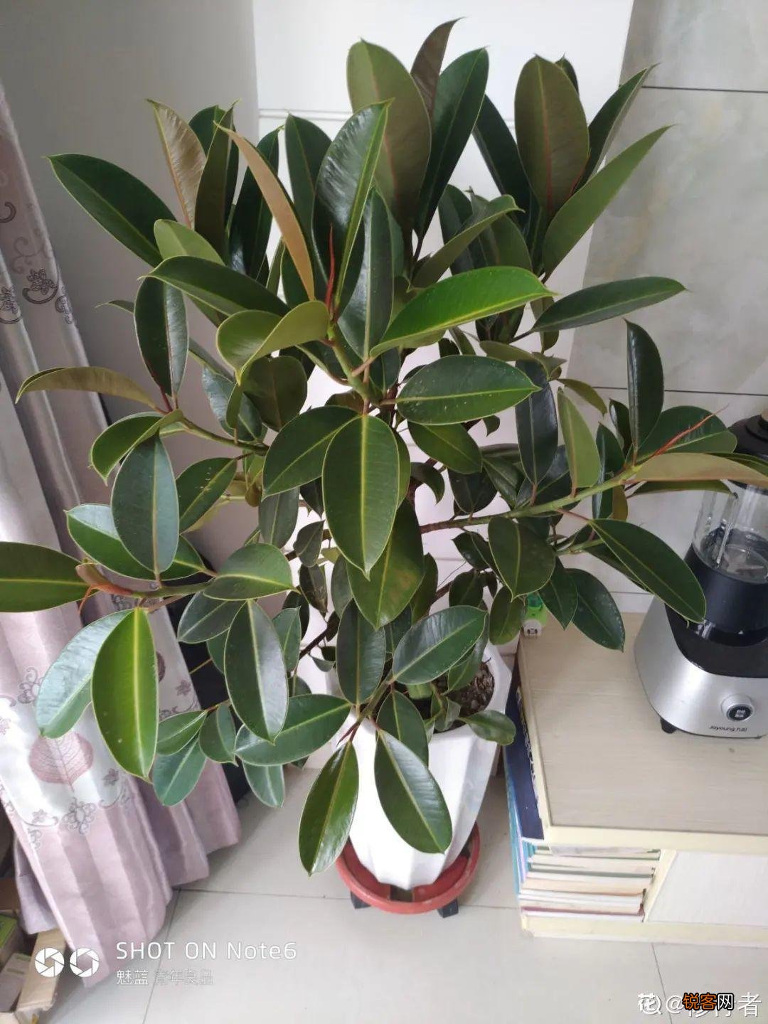 10种养不死的花 养死3种以上的举手