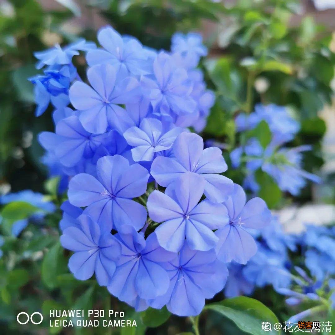 10种养不死的花 养死3种以上的举手