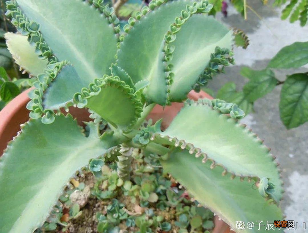 10种养不死的花 养死3种以上的举手