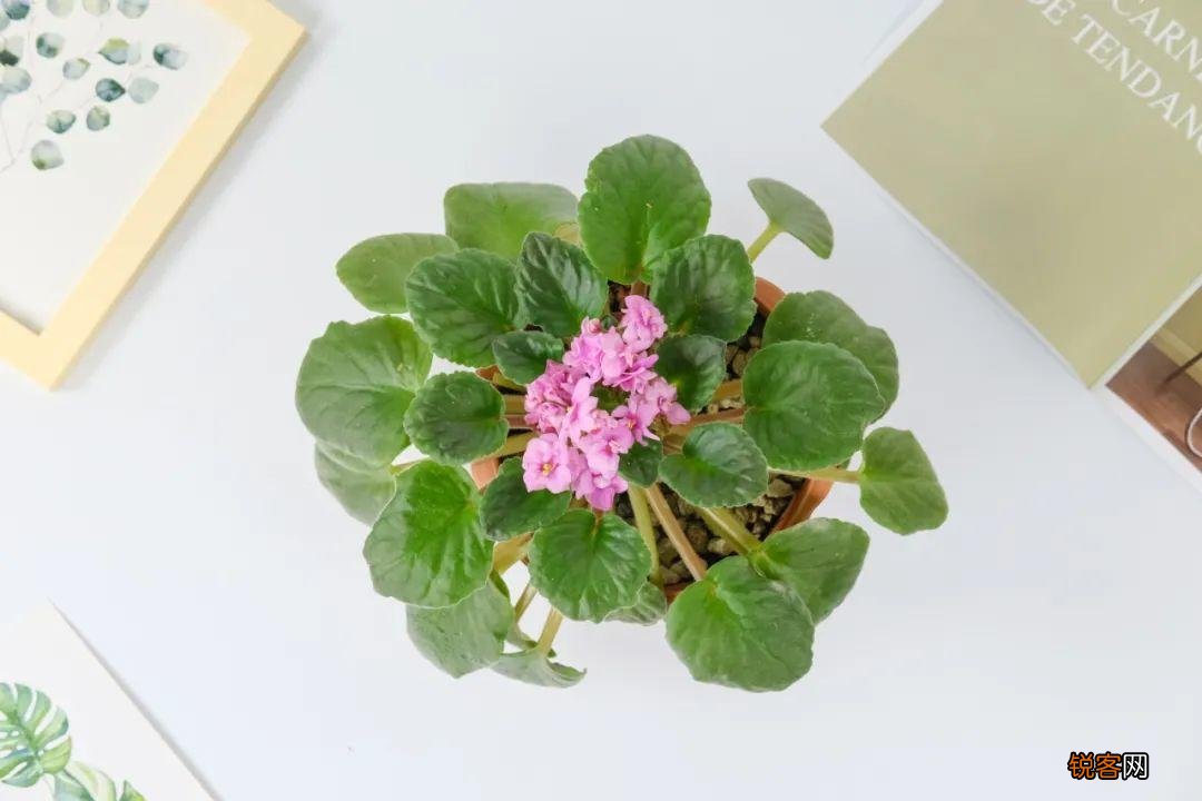 10种养不死的花 养死3种以上的举手