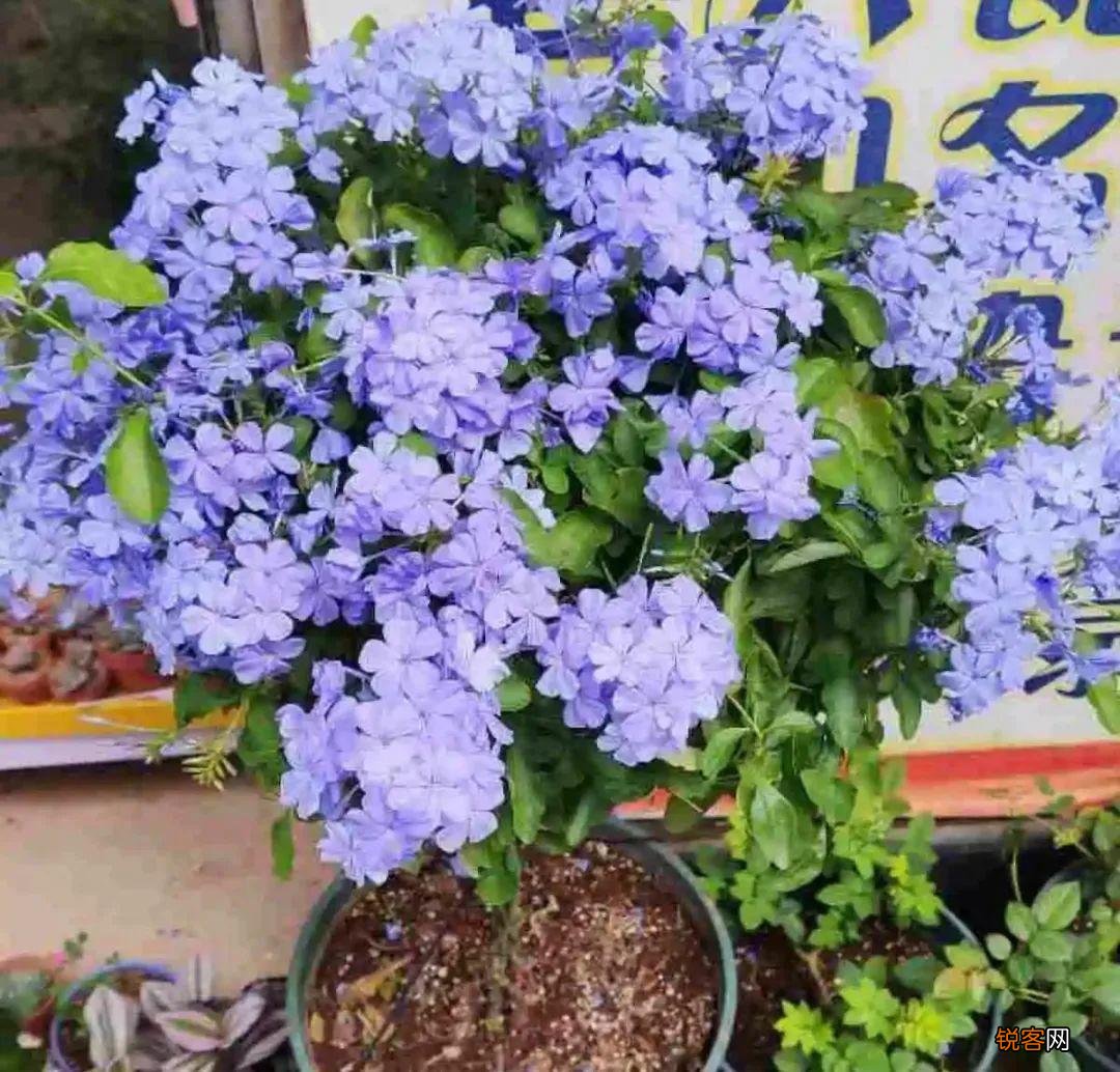 10种养不死的花 养死3种以上的举手