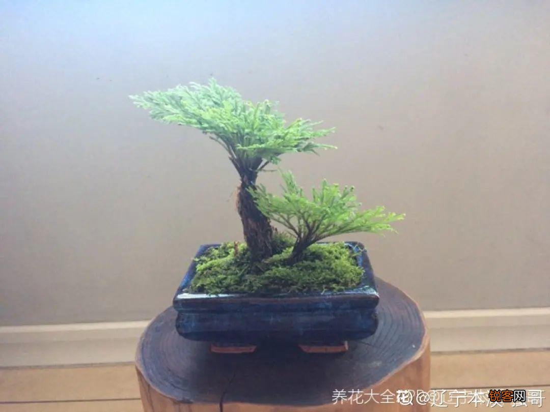 10种养不死的花 养死3种以上的举手