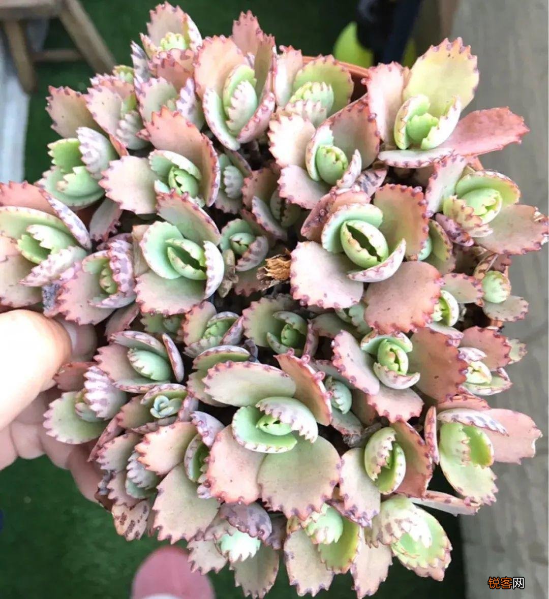 10种养不死的花 养死3种以上的举手