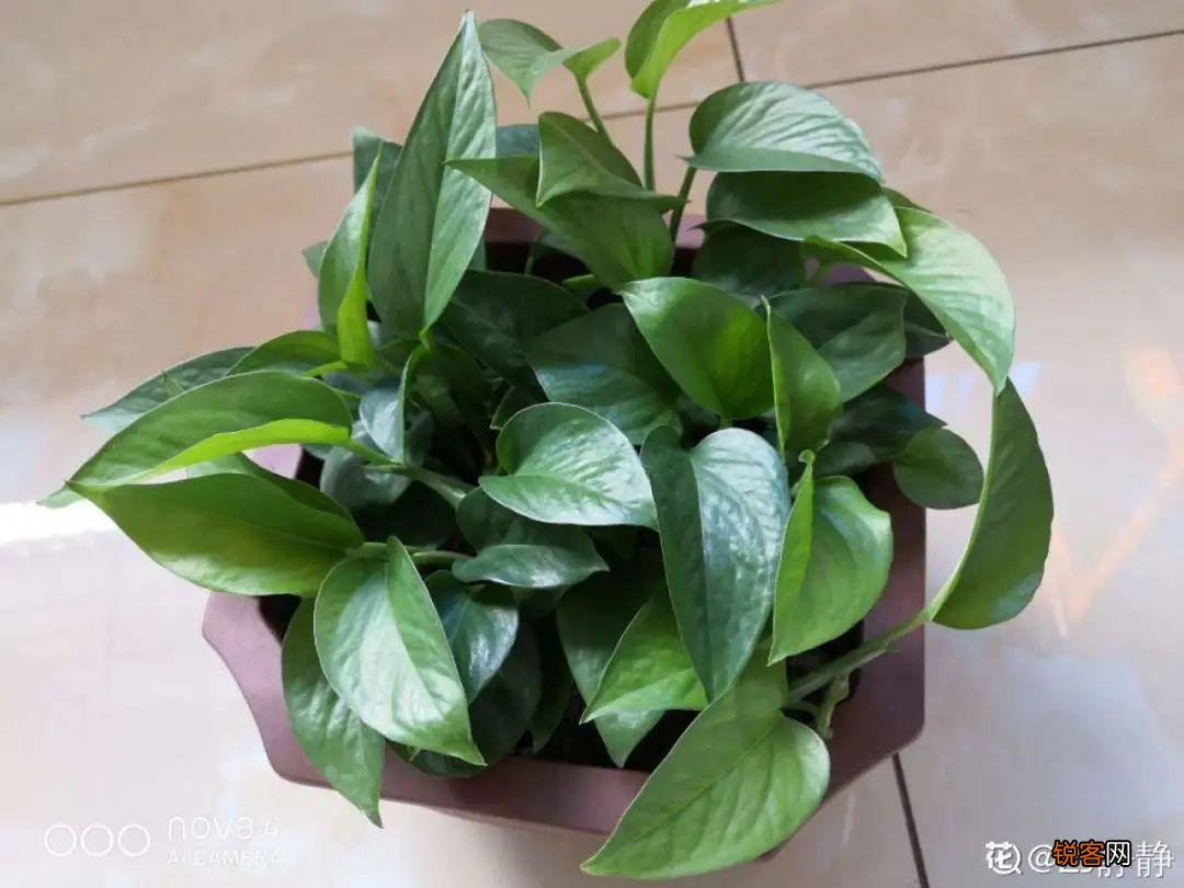 10种养不死的花 养死3种以上的举手
