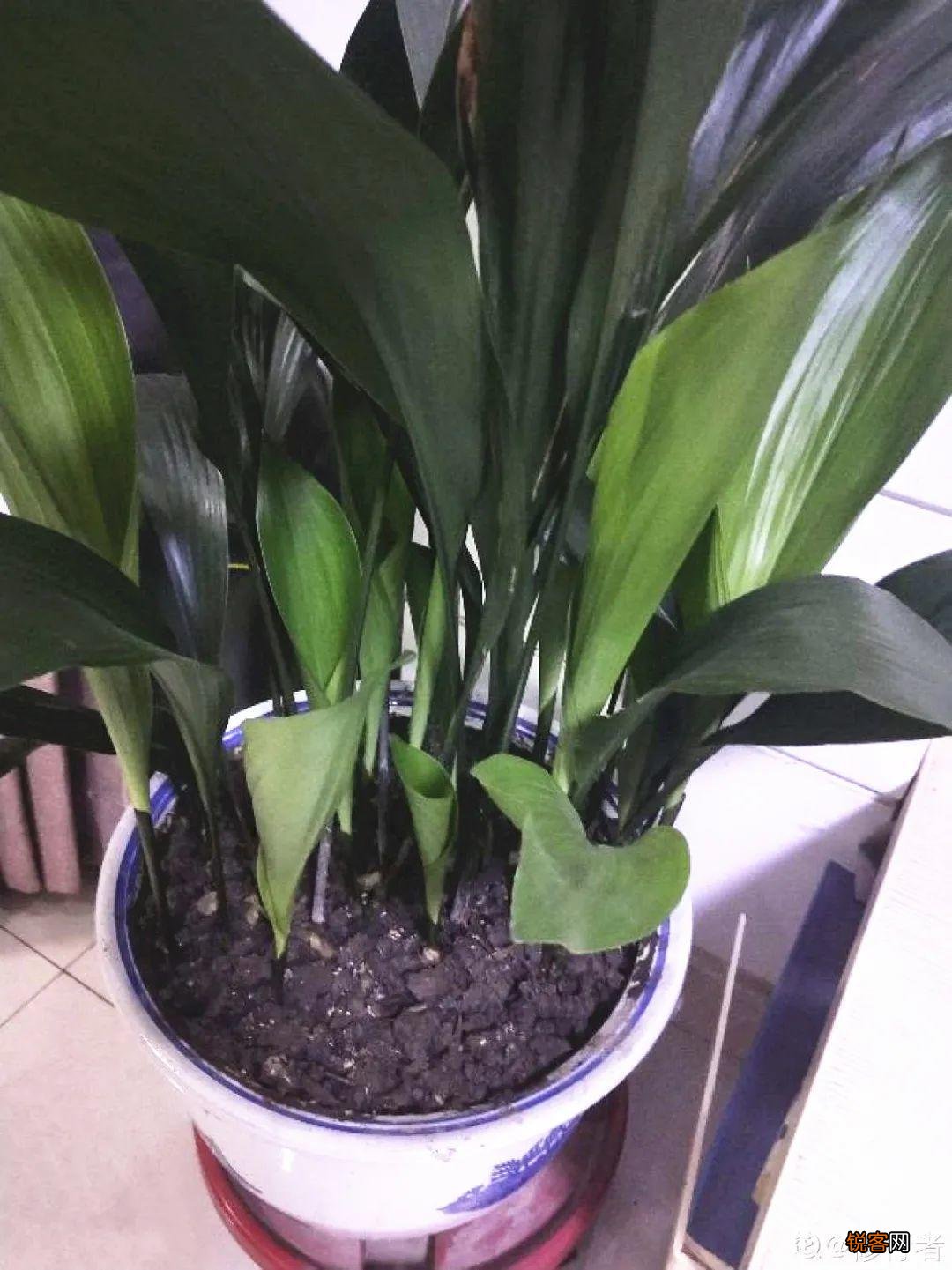 10种养不死的花 养死3种以上的举手