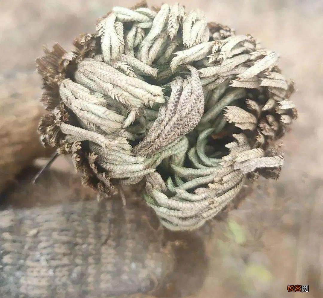 10种养不死的花 养死3种以上的举手