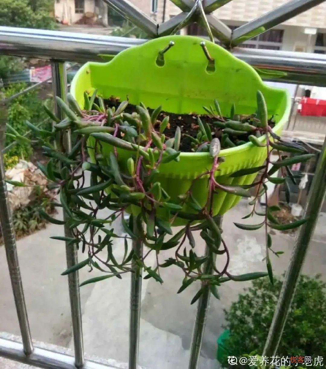 10种养不死的花 养死3种以上的举手