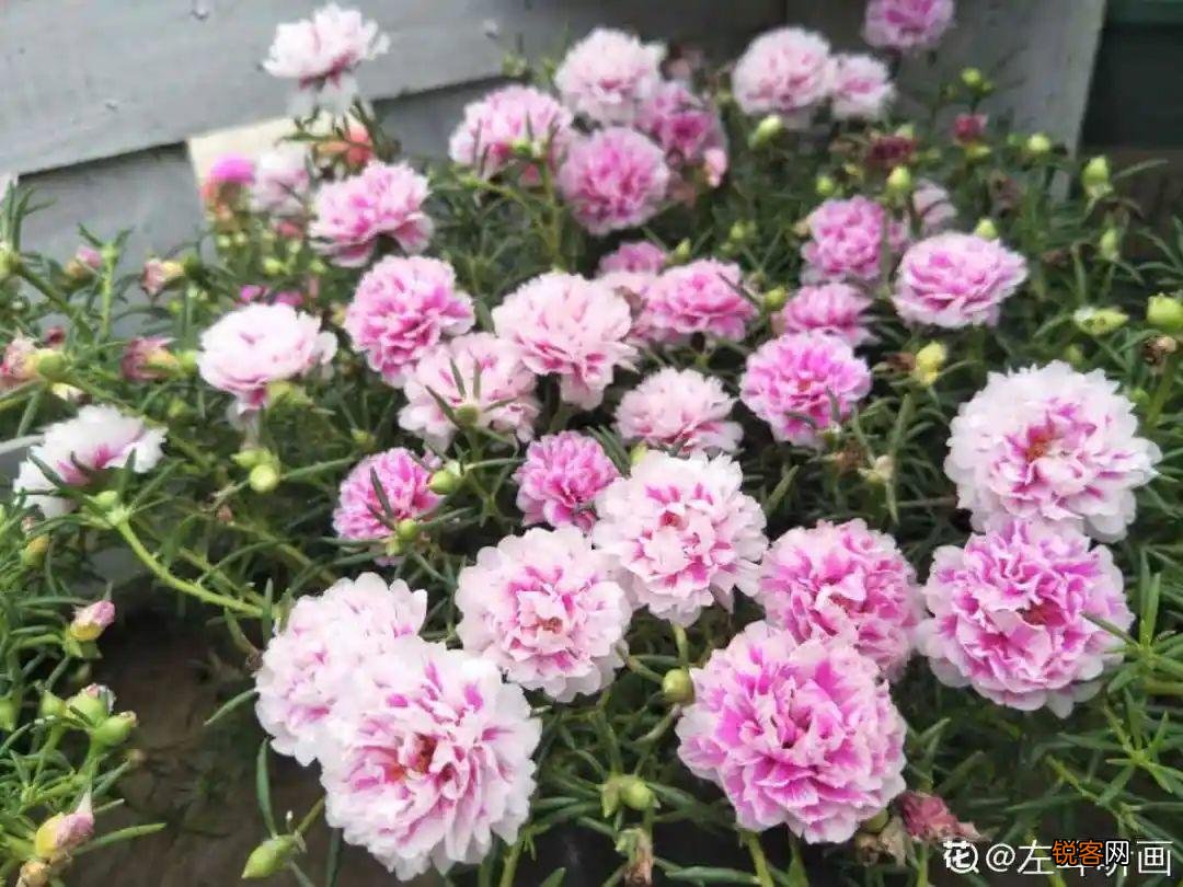 10种养不死的花 养死3种以上的举手