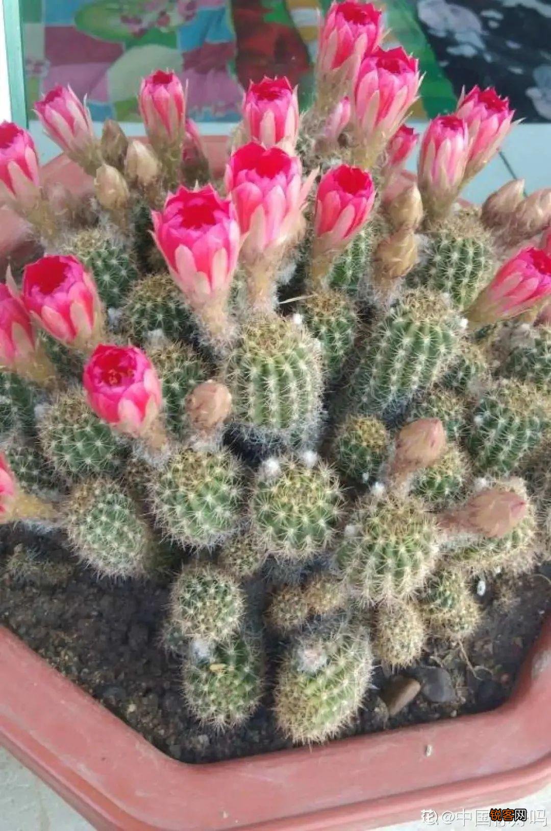 10种养不死的花 养死3种以上的举手