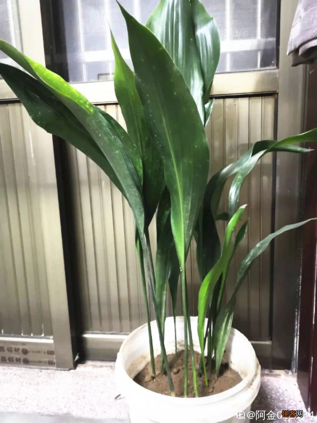10种养不死的花 养死3种以上的举手