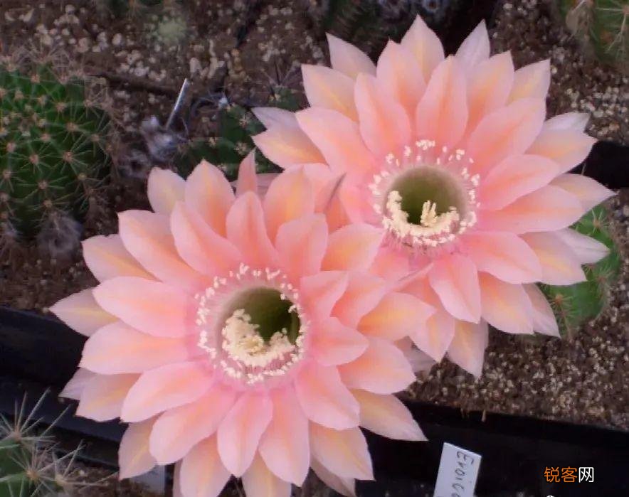 10种养不死的花 养死3种以上的举手