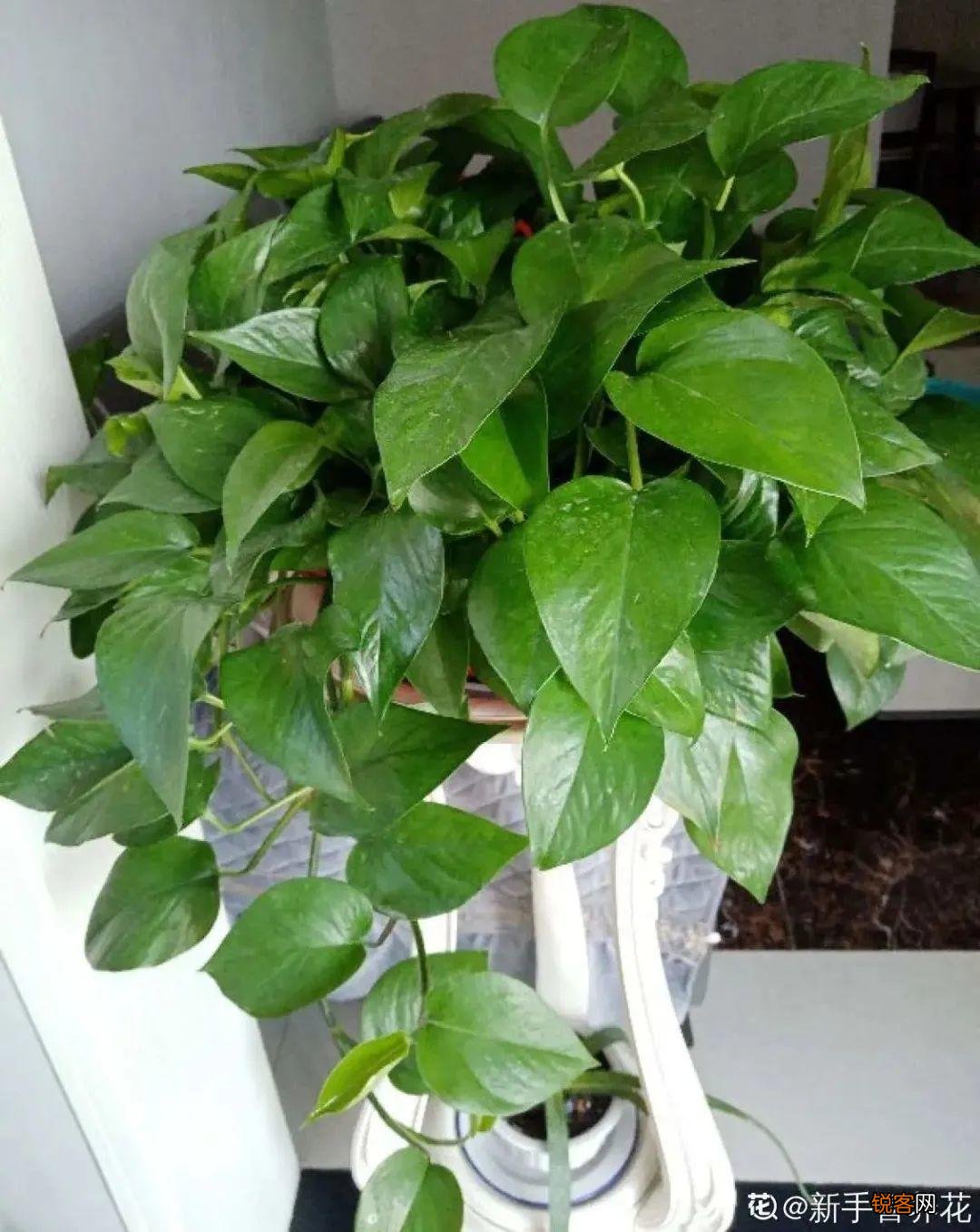 10种养不死的花 养死3种以上的举手