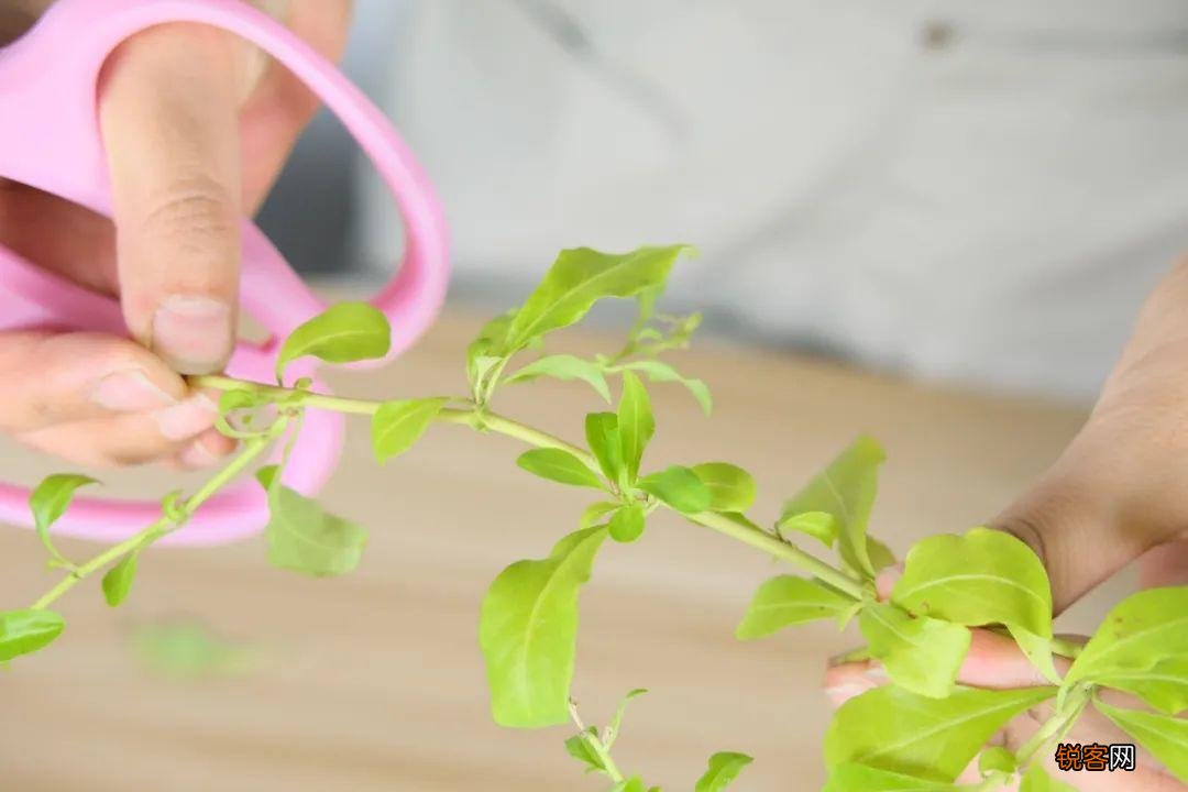 10种养不死的花 养死3种以上的举手