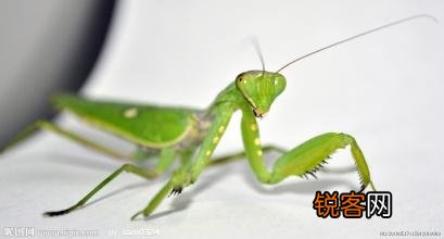 怎样才能抓住螳螂？
