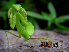 怎样才能抓住螳螂？