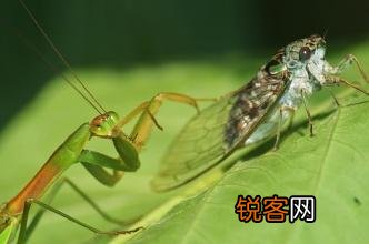 怎样才能抓住螳螂？