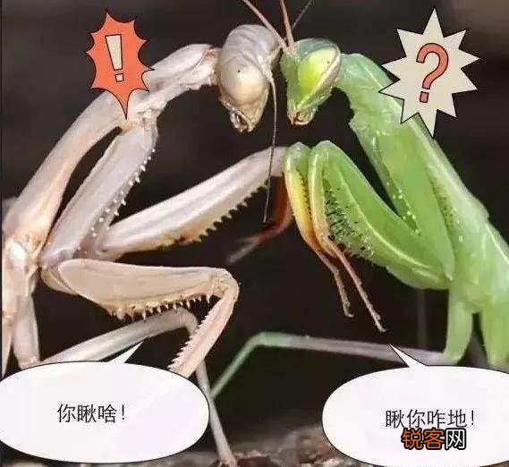 母螳螂为什么要在交配后吃掉自己配偶？交配前为什么不敢吃？