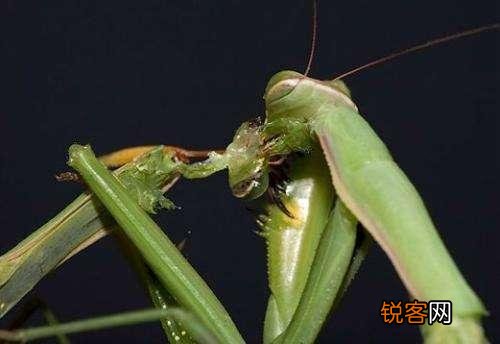 母螳螂为什么要在交配后吃掉自己配偶？交配前为什么不敢吃？