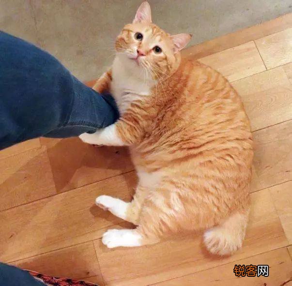 常见宠物猫的市场价 对照看你买贵了吗