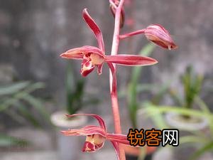 兰花花语象征与寓意 各种兰花花语是什么