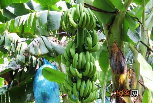 菲律宾是一个怎样的国家？人们的生活跟中国有哪些不同？