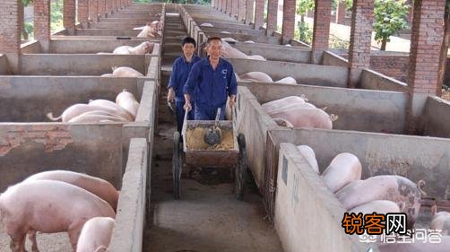 我外出打工,现回家想建猪场养猪,可我们村不允许,请问老铁们有什么看法和好的建议？